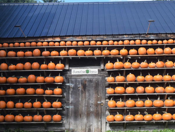 pumpkin wall saunders farm haunting season
